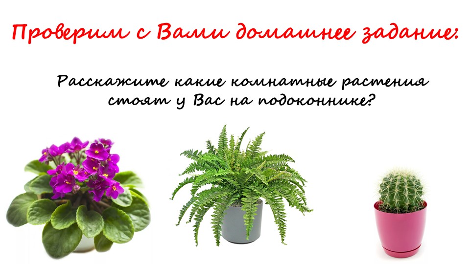 Что растёт на клумбе  - Скачать презентации бесплатно | Читать или скачать учебники для школы онлайн бесплатно ☑ Школьные учебники school-textbook.com