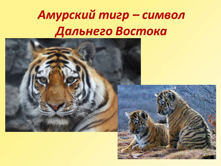 Презентация по окружающему миру "Амурский тигр -символ Дальнего Востока"  - Скачать презентации бесплатно | Читать или скачать учебники для школы онлайн бесплатно ☑ Школьные учебники school-textbook.com