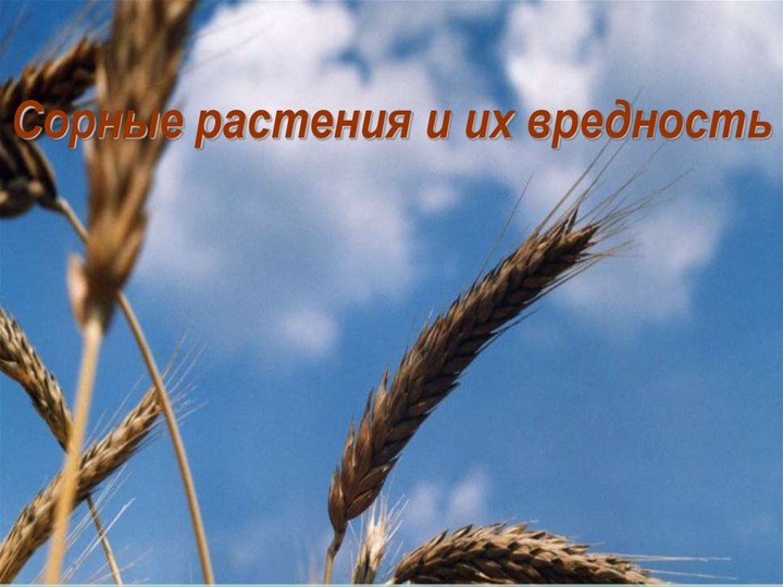Презентация на тему "Сорные растения и их вредность" - Скачать презентации бесплатно | Читать или скачать учебники для школы онлайн бесплатно ☑ Школьные учебники school-textbook.com