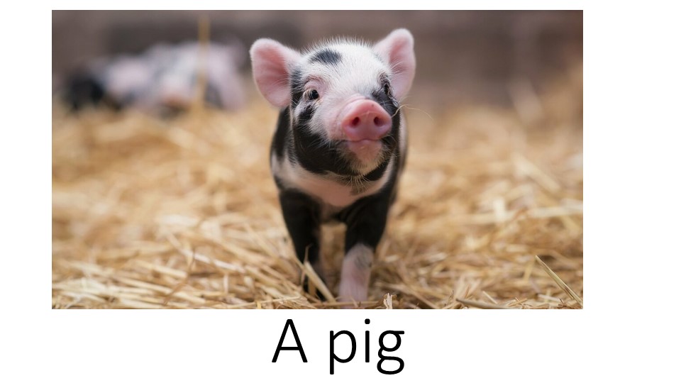 Презентация "At the zoo" - Скачать презентации бесплатно | Читать или скачать учебники для школы онлайн бесплатно ☑ Школьные учебники school-textbook.com