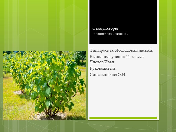 Презентация к проекту "Стимуляторы корнеобразования" - Скачать презентации бесплатно | Читать или скачать учебники для школы онлайн бесплатно ☑ Школьные учебники school-textbook.com