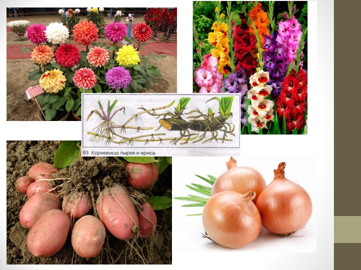 Презентация по биологии "Видоизменения побегов" 6 класс - Скачать презентации бесплатно | Читать или скачать учебники для школы онлайн бесплатно ☑ Школьные учебники school-textbook.com