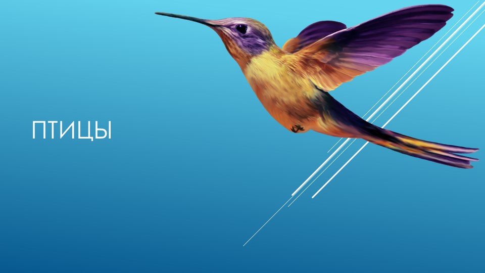 Презентация по окружающему миру "Всё о птицах" - Скачать презентации бесплатно | Читать или скачать учебники для школы онлайн бесплатно ☑ Школьные учебники school-textbook.com