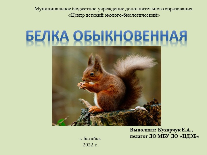 Презентация по биологии на тему "Белка обыкновенная" - Скачать презентации бесплатно | Читать или скачать учебники для школы онлайн бесплатно ☑ Школьные учебники school-textbook.com