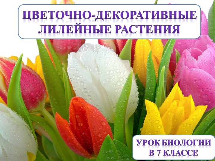 Презентация к уроку биологии по теме "Лилейные цветы" - Скачать презентации бесплатно | Читать или скачать учебники для школы онлайн бесплатно ☑ Школьные учебники school-textbook.com