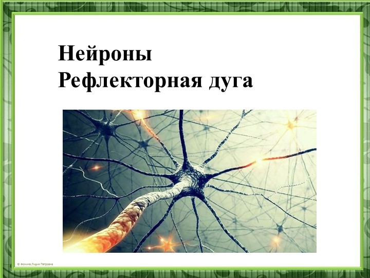Презентация "Нейроны. Рефлекторная дуга"  - Скачать презентации бесплатно | Читать или скачать учебники для школы онлайн бесплатно ☑ Школьные учебники school-textbook.com