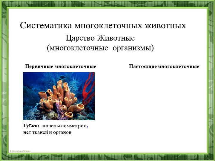 Презентация "Систематика многоклеточных животных"  - Скачать презентации бесплатно | Читать или скачать учебники для школы онлайн бесплатно ☑ Школьные учебники school-textbook.com
