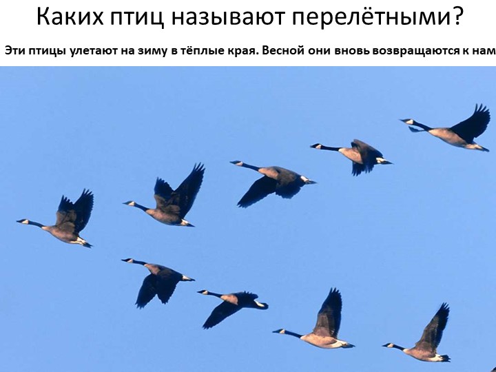 Окружающий мир на тему "Птицы" - Скачать презентации бесплатно | Читать или скачать учебники для школы онлайн бесплатно ☑ Школьные учебники school-textbook.com