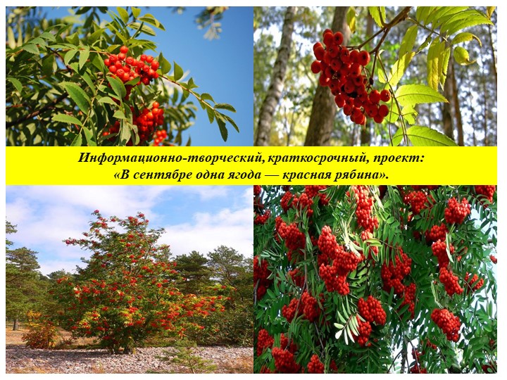 Проект в старшей группе «В сентябре одна ягода — красная рябина» - Скачать презентации бесплатно | Читать или скачать учебники для школы онлайн бесплатно ☑ Школьные учебники school-textbook.com