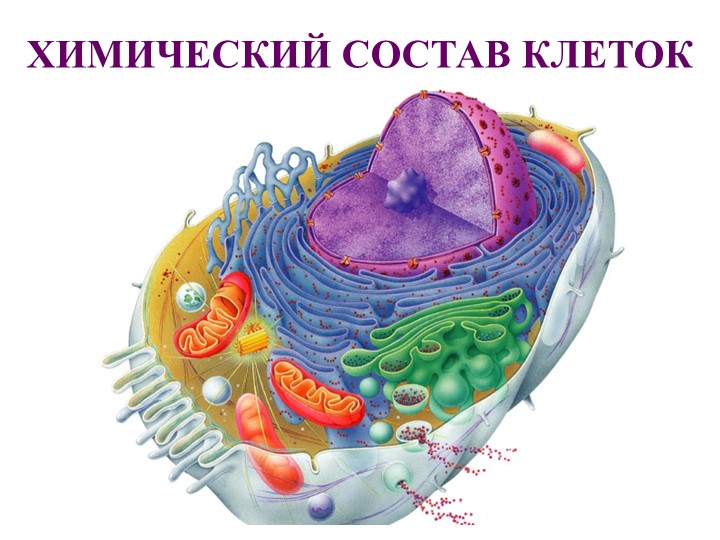 Презентация по биологии на тему: "Химический состав клеток" - Скачать презентации бесплатно | Читать или скачать учебники для школы онлайн бесплатно ☑ Школьные учебники school-textbook.com