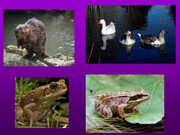 Природоведения "Земноводные" 6кл, 8 вид - Скачать презентации бесплатно | Читать или скачать учебники для школы онлайн бесплатно ☑ Школьные учебники school-textbook.com