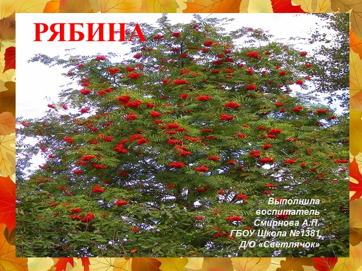 Презентация на тему: дерево "Рябина" - Скачать презентации бесплатно | Читать или скачать учебники для школы онлайн бесплатно ☑ Школьные учебники school-textbook.com