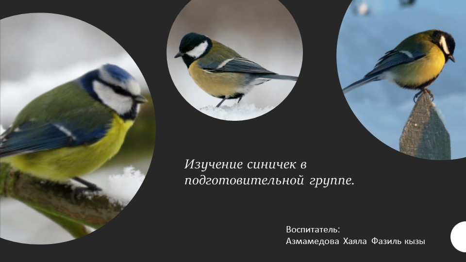 Презентация «Изучение синичек в подготовительной группе» - Скачать презентации бесплатно | Читать или скачать учебники для школы онлайн бесплатно ☑ Школьные учебники school-textbook.com