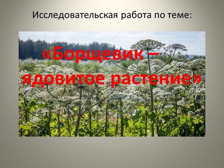 Презентация по биологии "Борщевик - ядовитое растение" - Скачать презентации бесплатно | Читать или скачать учебники для школы онлайн бесплатно ☑ Школьные учебники school-textbook.com