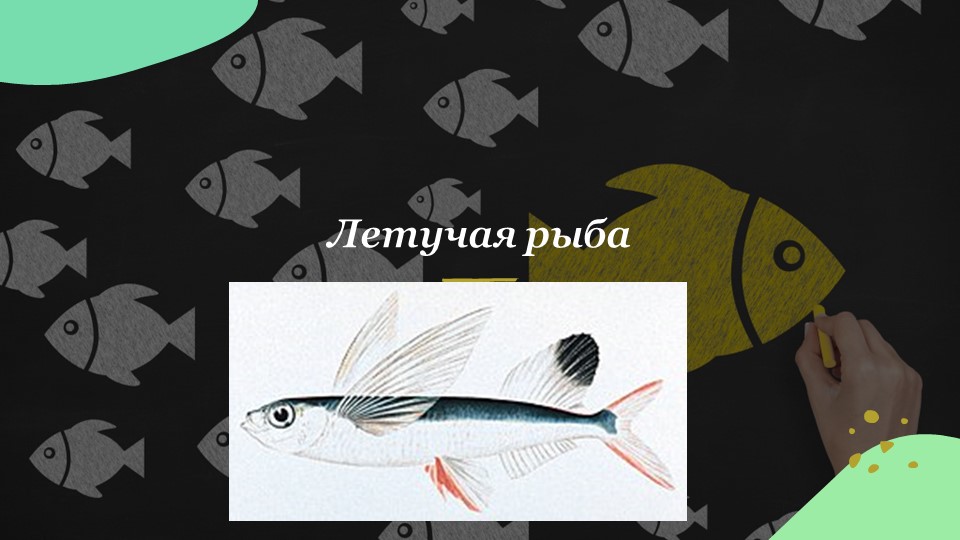 Презентация "Пять интересных видов рыб" - Скачать презентации бесплатно | Читать или скачать учебники для школы онлайн бесплатно ☑ Школьные учебники school-textbook.com