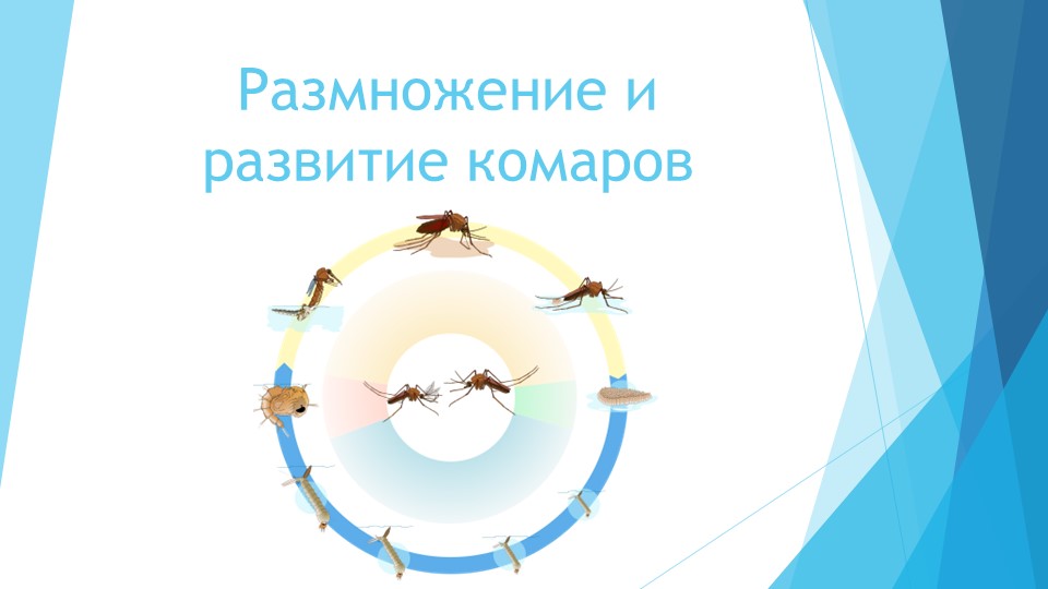 Презентация по окружающему миру на тему "Размножение и развитие комаров" - Скачать презентации бесплатно | Читать или скачать учебники для школы онлайн бесплатно ☑ Школьные учебники school-textbook.com