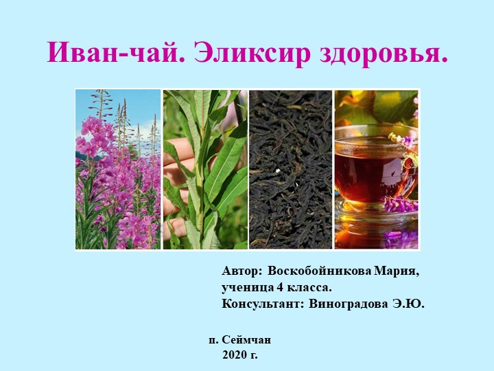 Исследовательская работа "Иван-чай.Элексир молодости" - Скачать презентации бесплатно | Читать или скачать учебники для школы онлайн бесплатно ☑ Школьные учебники school-textbook.com