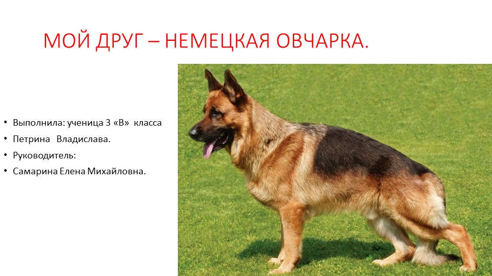 Проект "Мой друг - немецкая овчарка"  - Скачать презентации бесплатно | Читать или скачать учебники для школы онлайн бесплатно ☑ Школьные учебники school-textbook.com