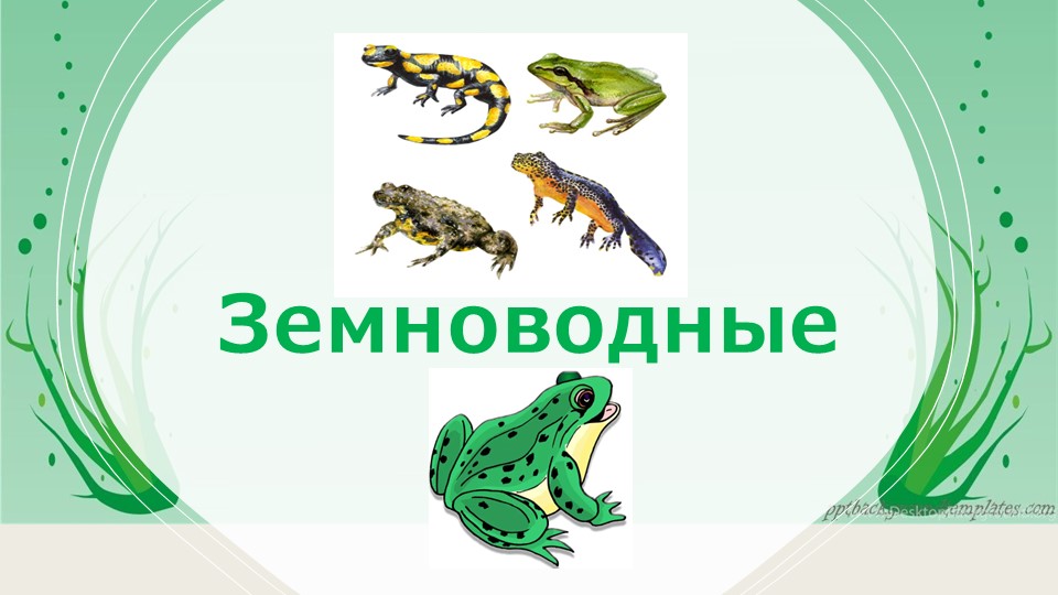 Презентация по биологии "Земноводные" - Скачать презентации бесплатно | Читать или скачать учебники для школы онлайн бесплатно ☑ Школьные учебники school-textbook.com