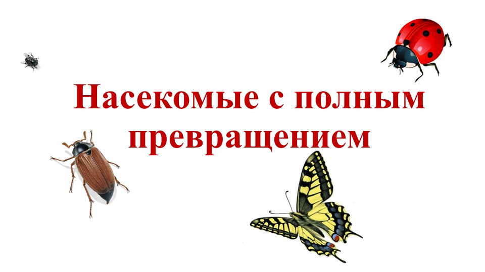 Тема урока "Насекомые с полным превращением" - Скачать презентации бесплатно | Читать или скачать учебники для школы онлайн бесплатно ☑ Школьные учебники school-textbook.com