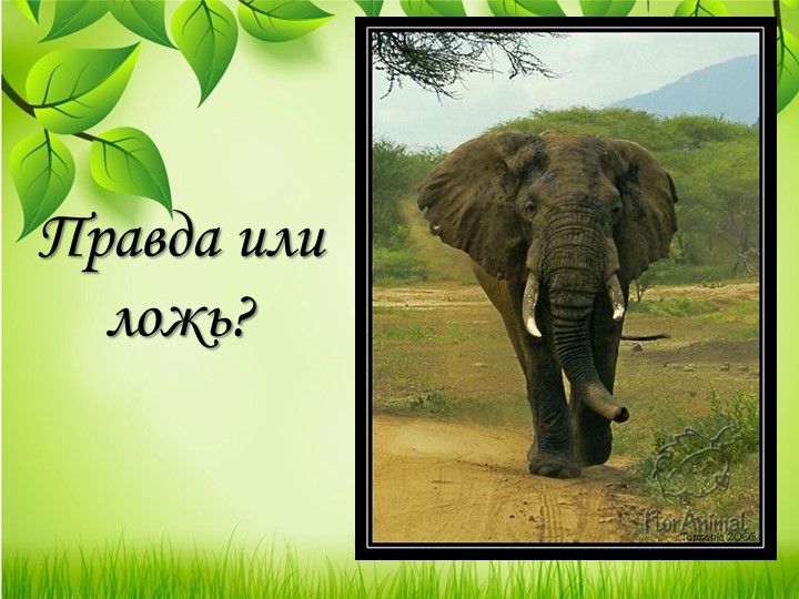 Презентация "Правда и ложь о слонах"  - Скачать презентации бесплатно | Читать или скачать учебники для школы онлайн бесплатно ☑ Школьные учебники school-textbook.com