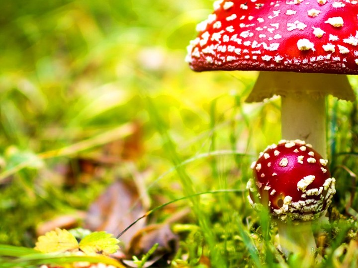 Презентация "Ядовитые грибы" (окружающий мир 4 класс) - Скачать презентации бесплатно | Читать или скачать учебники для школы онлайн бесплатно ☑ Школьные учебники school-textbook.com