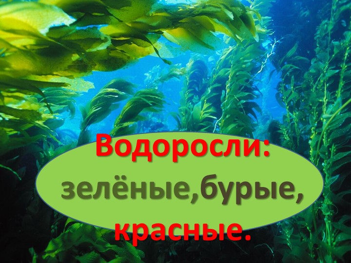 Водоросли: зеленые ,бурые, красные. 6 класс. - Скачать презентации бесплатно | Читать или скачать учебники для школы онлайн бесплатно ☑ Школьные учебники school-textbook.com