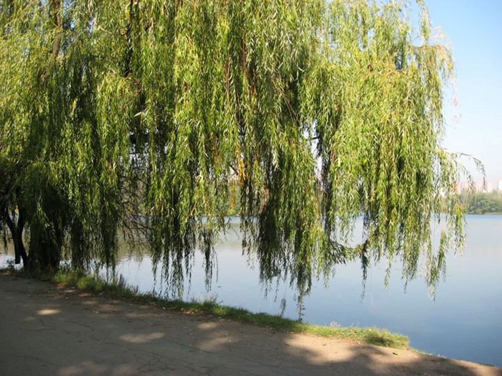 Урок литературного краеведения для 5 класса "Без березы не мыслю России"  - Скачать презентации бесплатно | Читать или скачать учебники для школы онлайн бесплатно ☑ Школьные учебники school-textbook.com