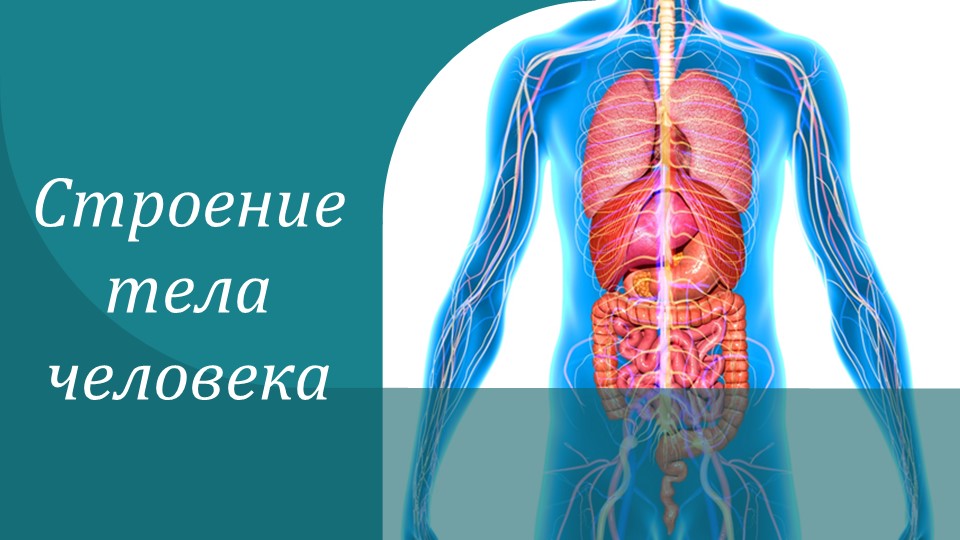 Презентация к уроку окружающего мира "Строение тела человека" 2 класс - Скачать презентации бесплатно | Читать или скачать учебники для школы онлайн бесплатно ☑ Школьные учебники school-textbook.com