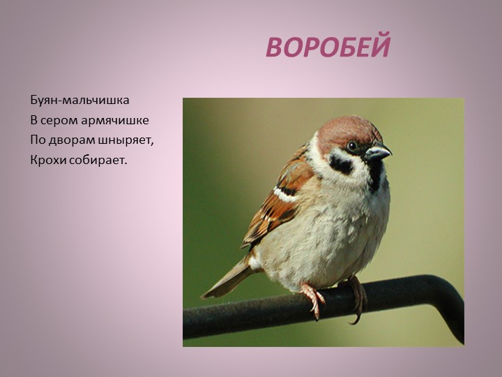 Презентация по окружающему миру на тему "Кто такие птицы" (1 класс)  - Скачать презентации бесплатно | Читать или скачать учебники для школы онлайн бесплатно ☑ Школьные учебники school-textbook.com