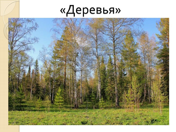 Презентация к занятия по окружающему миру "Деревья"  - Скачать презентации бесплатно | Читать или скачать учебники для школы онлайн бесплатно ☑ Школьные учебники school-textbook.com