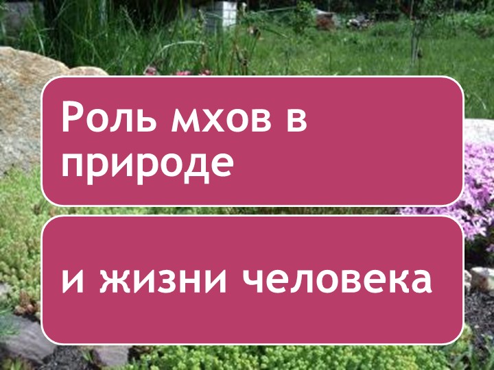 Презентация на тему роль мхов в природе и жизни человека - Скачать презентации бесплатно | Читать или скачать учебники для школы онлайн бесплатно ☑ Школьные учебники school-textbook.com