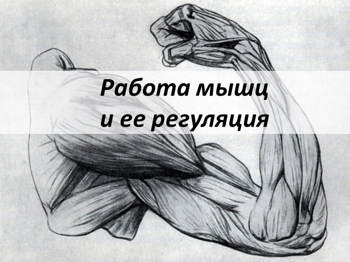 Презентация "Работа скелетной мускулатуры" - Скачать презентации бесплатно | Читать или скачать учебники для школы онлайн бесплатно ☑ Школьные учебники school-textbook.com