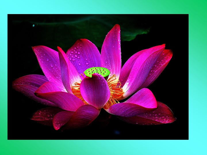 Презентация "Цветок, его строение и значение" - Скачать презентации бесплатно | Читать или скачать учебники для школы онлайн бесплатно ☑ Школьные учебники school-textbook.com