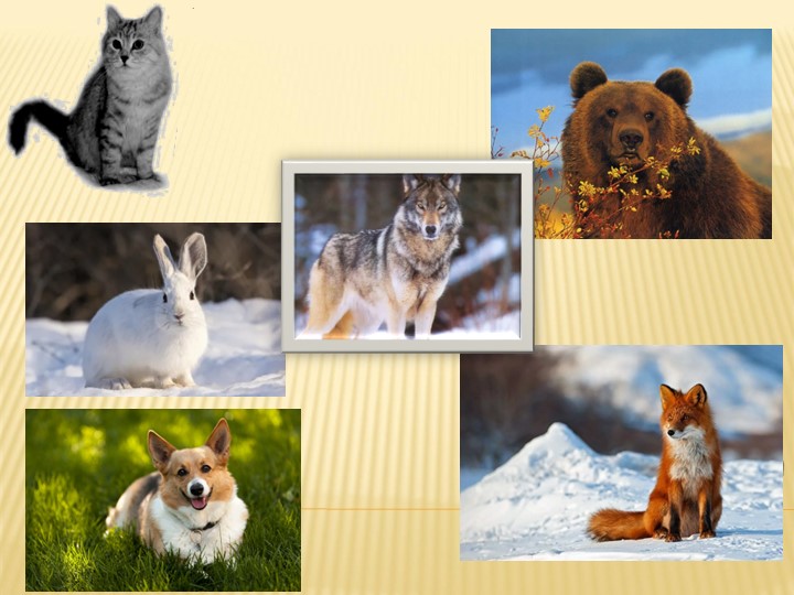 Презентация "О кошечках и собачках" - Скачать презентации бесплатно | Читать или скачать учебники для школы онлайн бесплатно ☑ Школьные учебники school-textbook.com