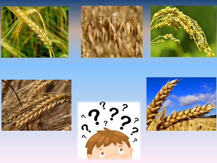 Презентация по окружающему миру на тему "Пшеница-зерновая культура" (3 класс) - Скачать презентации бесплатно | Читать или скачать учебники для школы онлайн бесплатно ☑ Школьные учебники school-textbook.com