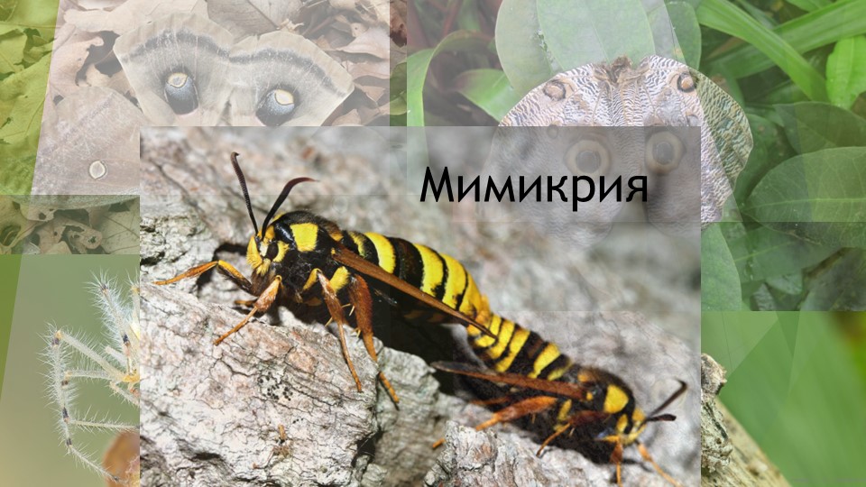 Презентация по биологии "Мимикрия" - Скачать презентации бесплатно | Читать или скачать учебники для школы онлайн бесплатно ☑ Школьные учебники school-textbook.com