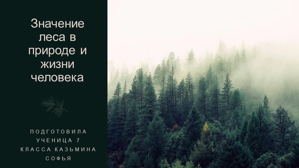 Презентация по географии на тему: "Значение леса в природе и жизни человека" - Скачать презентации бесплатно | Читать или скачать учебники для школы онлайн бесплатно ☑ Школьные учебники school-textbook.com