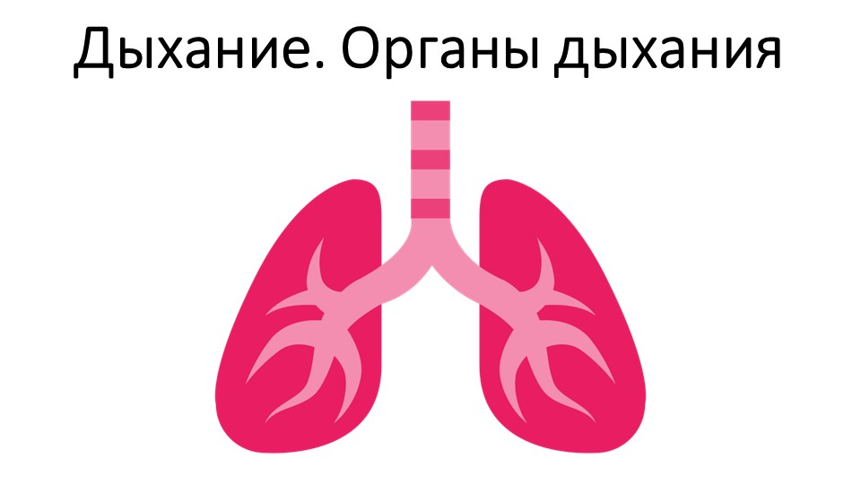 Презентация "Дыхание. Органы дыхания"  - Скачать презентации бесплатно | Читать или скачать учебники для школы онлайн бесплатно ☑ Школьные учебники school-textbook.com