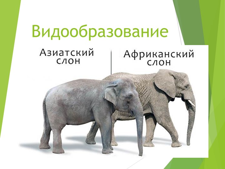 Презентация по биологии на тему "Видообразование" (11 класс) - Скачать презентации бесплатно | Читать или скачать учебники для школы онлайн бесплатно ☑ Школьные учебники school-textbook.com