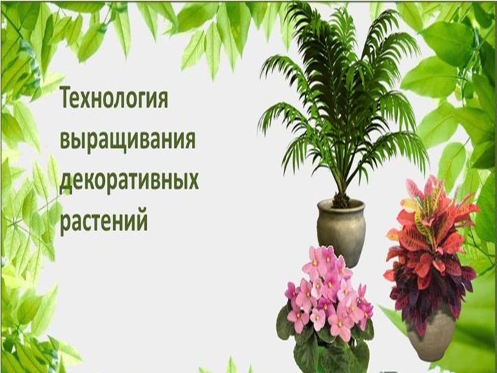 Презентация на тему "Выращивание комнатных растений" - Скачать презентации бесплатно | Читать или скачать учебники для школы онлайн бесплатно ☑ Школьные учебники school-textbook.com