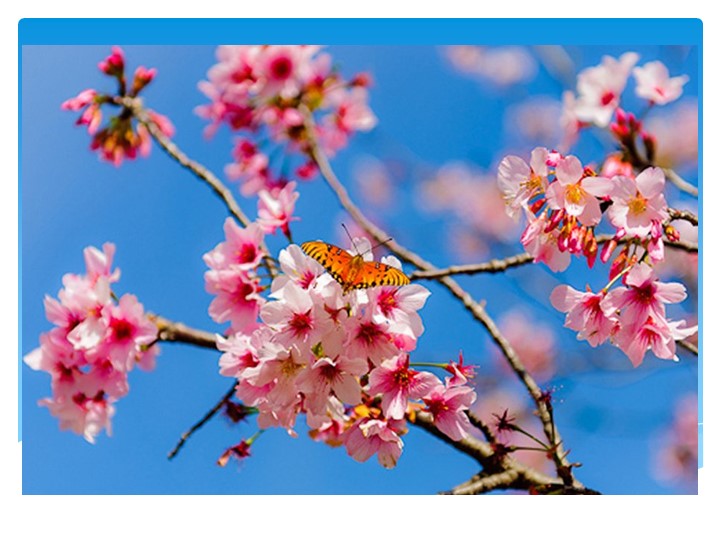 Презентация к уроку " Знакомство с узким и круглым лепестком в технике «Канзаши»."  - Скачать презентации бесплатно | Читать или скачать учебники для школы онлайн бесплатно ☑ Школьные учебники school-textbook.com