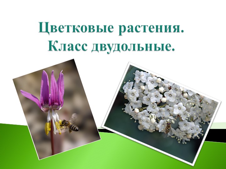 Презентация "Двудольные (цветковые) растения"  - Скачать презентации бесплатно | Читать или скачать учебники для школы онлайн бесплатно ☑ Школьные учебники school-textbook.com
