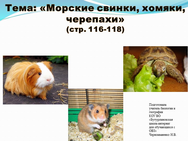 Презентация по природоведению на тему "Морские свинки, хомяки, черепахи" (6 класс) - Скачать презентации бесплатно | Читать или скачать учебники для школы онлайн бесплатно ☑ Школьные учебники school-textbook.com