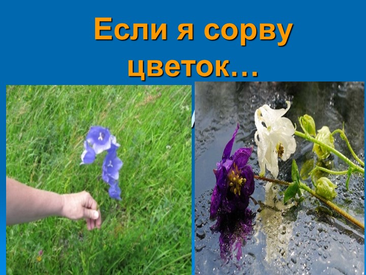 Презентация на тему «Береги и люби природу» - Скачать презентации бесплатно | Читать или скачать учебники для школы онлайн бесплатно ☑ Школьные учебники school-textbook.com