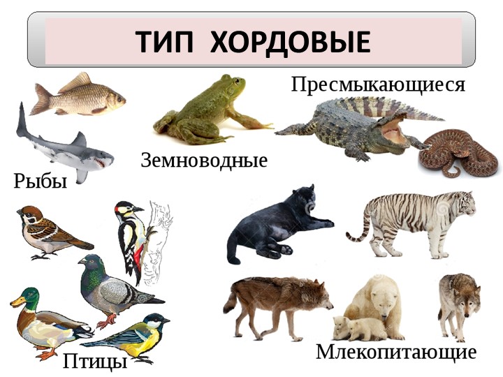 "Класс Млекопитающие. Особенности строения и жизнедеятельности" - Скачать презентации бесплатно | Читать или скачать учебники для школы онлайн бесплатно ☑ Школьные учебники school-textbook.com