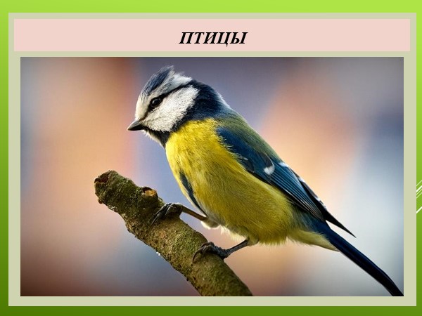 Презентация по природоведению на тему "Птицы" (5 класс, для ОО, реализующих АООП) - Скачать презентации бесплатно | Читать или скачать учебники для школы онлайн бесплатно ☑ Школьные учебники school-textbook.com