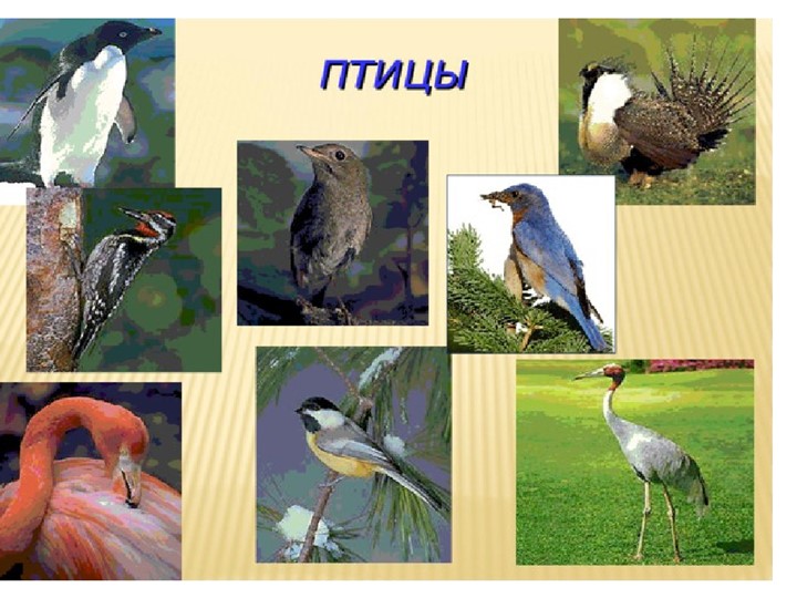 Презентация по окружающему миру "Птицы"  - Скачать презентации бесплатно | Читать или скачать учебники для школы онлайн бесплатно ☑ Школьные учебники school-textbook.com