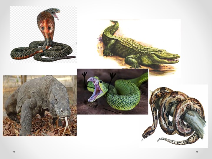 Презентация по биологии на тему "Многообразие и значение пресмыкающихся"( 7 класс)я - Скачать презентации бесплатно | Читать или скачать учебники для школы онлайн бесплатно ☑ Школьные учебники school-textbook.com