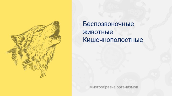 Презентация по биологии на тему "Кишечнополостные" - Скачать презентации бесплатно | Читать или скачать учебники для школы онлайн бесплатно ☑ Школьные учебники school-textbook.com